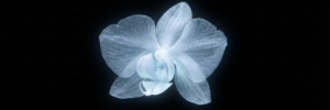 Read more about the article Specimen Profile: The Ghost Orchid